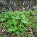 Sanicula crassicaulis Hábitos