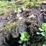 Saxifraga cuneifolia Çiçek