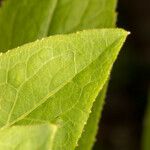 Inula spiraeifolia Leaf