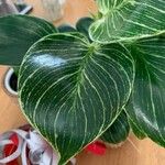 Calathea sanderiana Blad