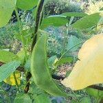 Phaseolus lunatus Плод