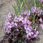 Campylanthus salsoloides Flor