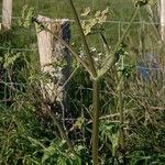 Heracleum sibiricum Bark