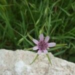 Geropogon hybridus Blomst