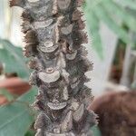 Euphorbia lophogona Bark