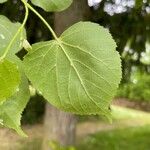 Tilia × europaea পাতা