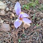 Crocus autumnalis Кветка