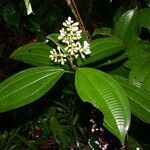 Miconia cooperi Drugo