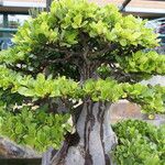 Ficus natalensis Tervik taim