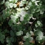 Origanum dictamnus Leaf