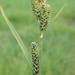 Carex nigra Blüte