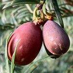 Cephalotaxus fortunei Плід