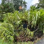 Grammatophyllum speciosum Buveinė