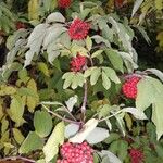 Sambucus racemosaGyümölcs