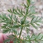 Mutellina adonidifolia 葉