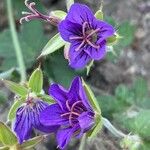 Geranium wlassovianum Çiçek