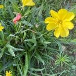 Oenothera stricta Liść