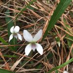 Viola lanceolata Flor