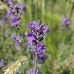 Lavandula × intermedia Flower