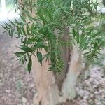 Melaleuca styphelioides Bark