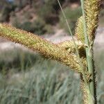 Carex hispida Flower