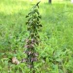 Epipactis helleborine Flower