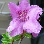 Rhododendron saluenense Virág