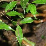 Eugenia oerstediana Leaf