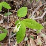 Lonicera utahensis برگ