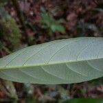 Timonius flavescens Leaf