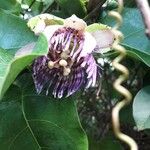 Passiflora laurifolia 花