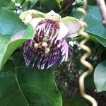Passiflora laurifolia Цвят