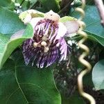 Passiflora laurifolia Kukka