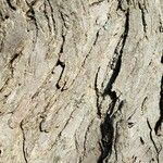 Cercidiphyllum japonicum Bark