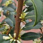 Osmanthus × burkwoodii Rinde