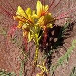 Erythrostemon gilliesii फूल