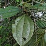 Henriettea succosa Leaf