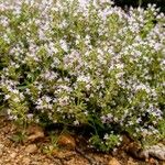 Thymus teucrioides Habit