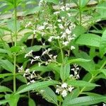 Aloysia citrodoraপাতা