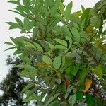 Phyllanthus billardierei Habit