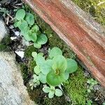 Vandellia diffusa Blad