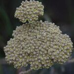 Achillea clypeolata Цветок