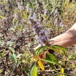 Pseudocaryopteris bicolor Flor