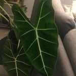 Alocasia micholitziana List