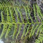 Athyrium filix-femina Bark