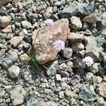 Armeria multiceps Flower