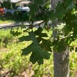Quercus lobata Hoja
