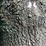 Fraxinus excelsior 樹皮