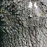 Fraxinus excelsior Bark