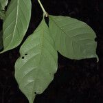 Guarea pubescens Leaf